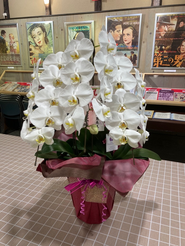 開館7周年を祝って、美しい蘭の鉢を受け取りました💗